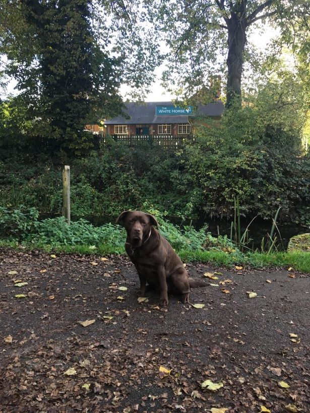 The White Horse welcomes dogs